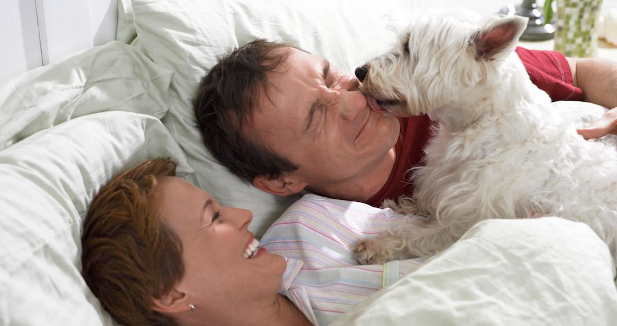 Dog licking in bed