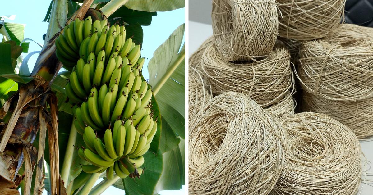 Bananas growing in bunch on tree, pile of handspun banana craft yarn