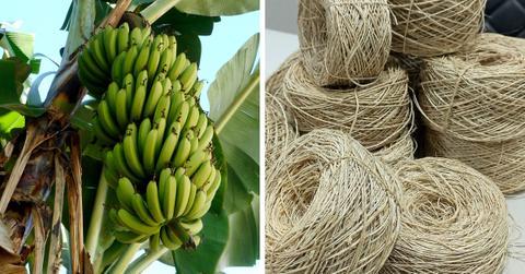 Bananas growing in bunch on tree, pile of handspun banana craft yarn