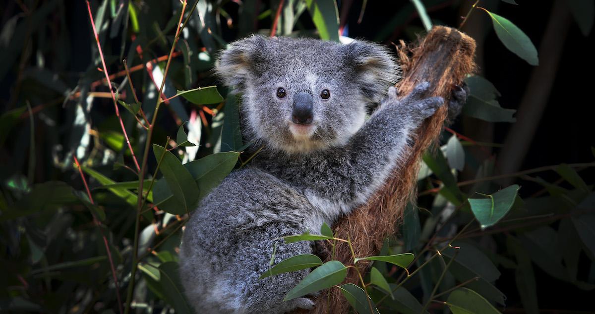 A koala in a tree. 