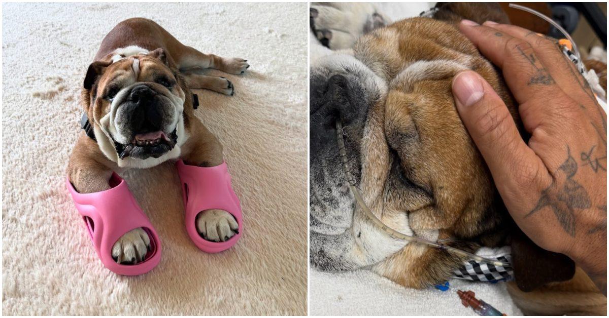 Lewis Hamilton's dog Roscoe wearing sandals and in the hospital.