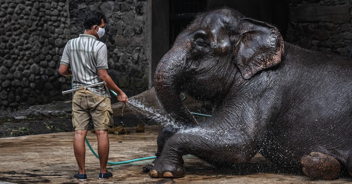 Zoos Banned From Keeping Elephants in U.K.