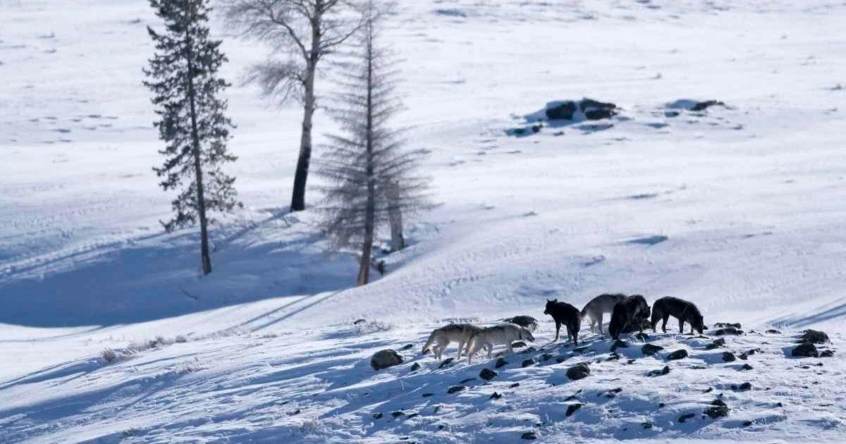 Druid wolf pack in snow-filled Lamar Valley, Yellowstone. (Cover Image Source: milehightraveler)