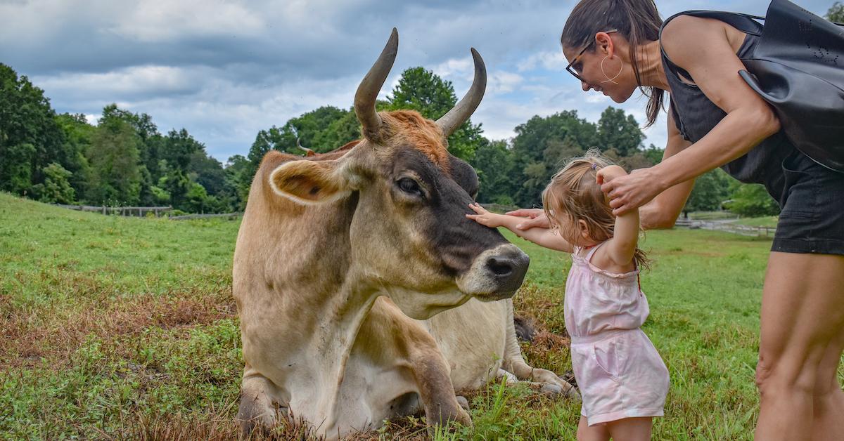 Parent and toddler pet a cow at sanctuary