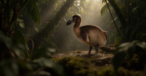 Dodo