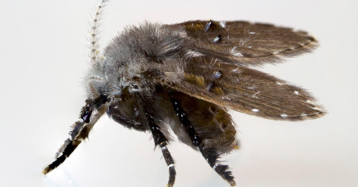 I spy, my little drain fly: an in-depth look at drain fly control