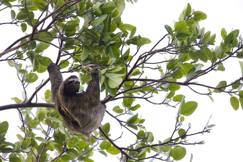 A low angle photo of a sloth hanging from several small tree branches looking out into the distance. 