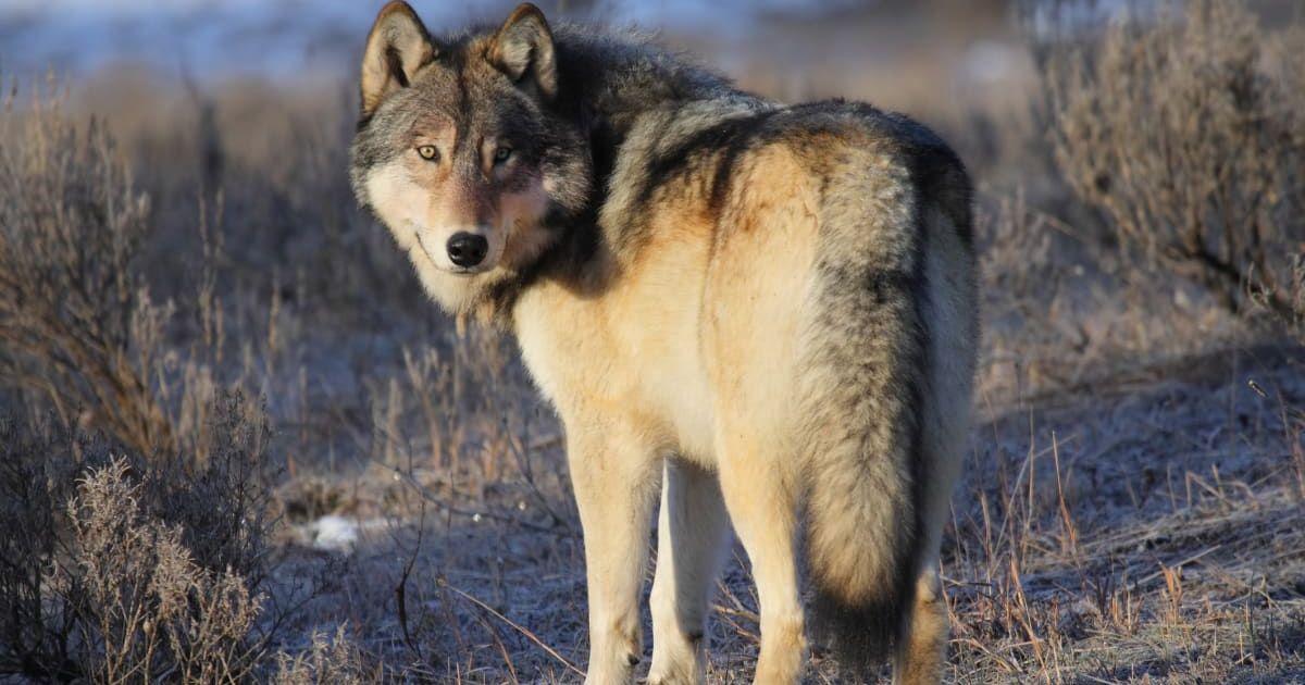 Gray wolf stands in a grassy field surrounded by thickets of bushes and sparse vegetation in Yellowstone, looking backwards with a sneering gaze. (Representative Cover Image Source: Getty Images | Nathan Hobbs)