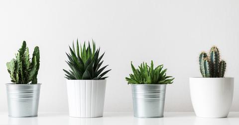 The Best Indoor Plants for Beginners