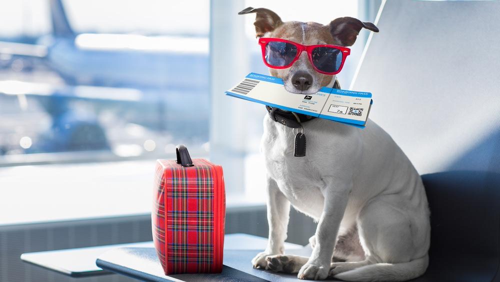 A dog sitting in an airport terminal. 