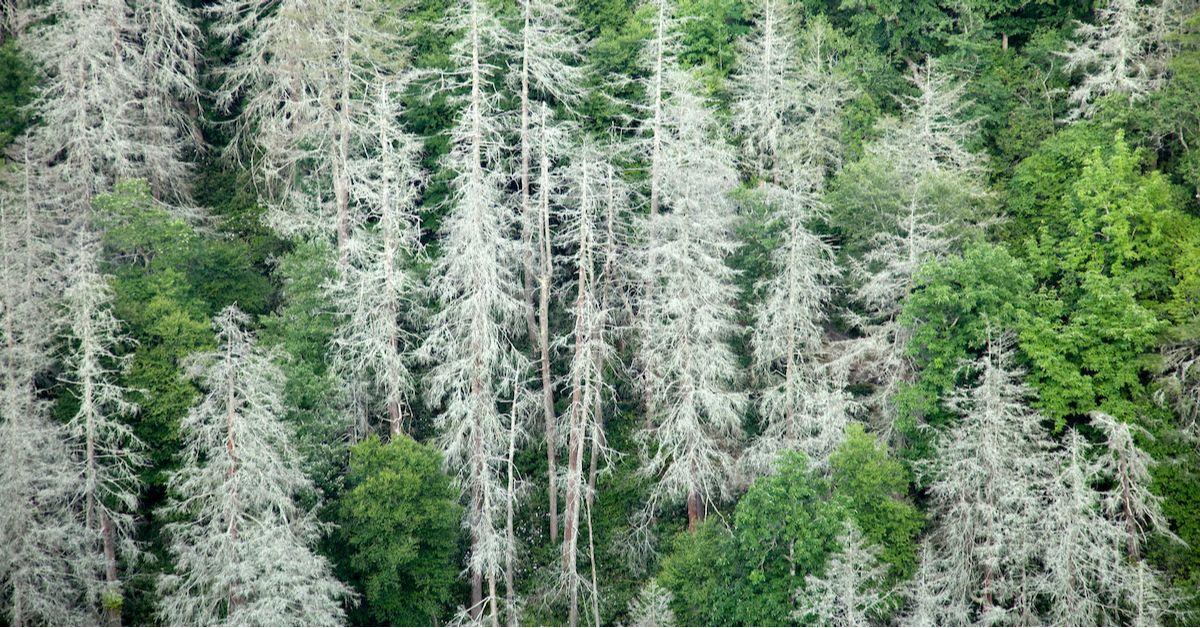 Dead Hemlocks