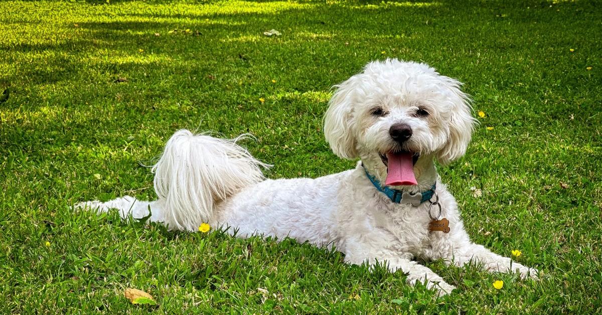 A white dog lays in the green grass with hiss mouth open 