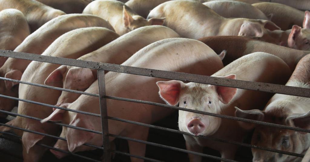 Who Owns Smithfield Foods? Behind the Controversial Pork Producer