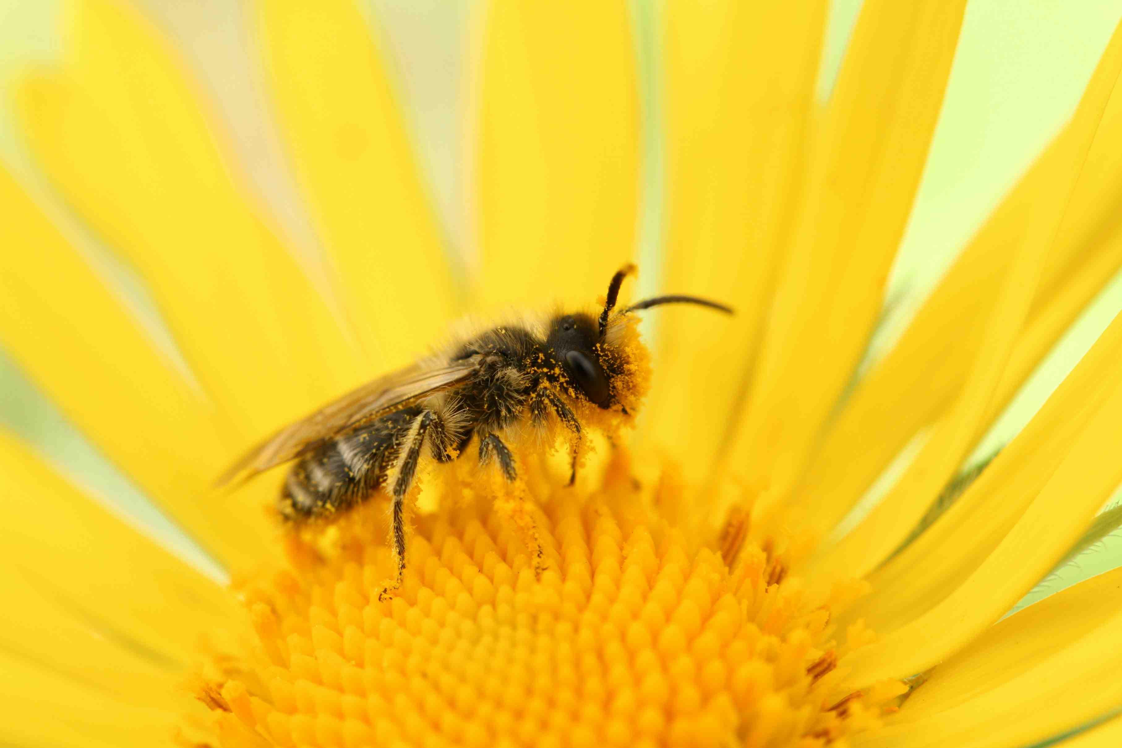 A bee is pictured up close inside of a flower.