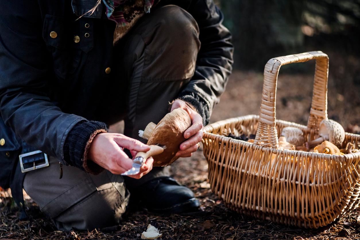 Foraging Basket