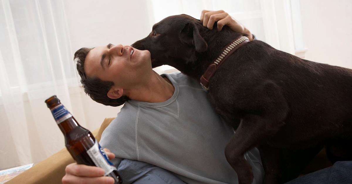 What Does It Mean When a Dog Licks You?
