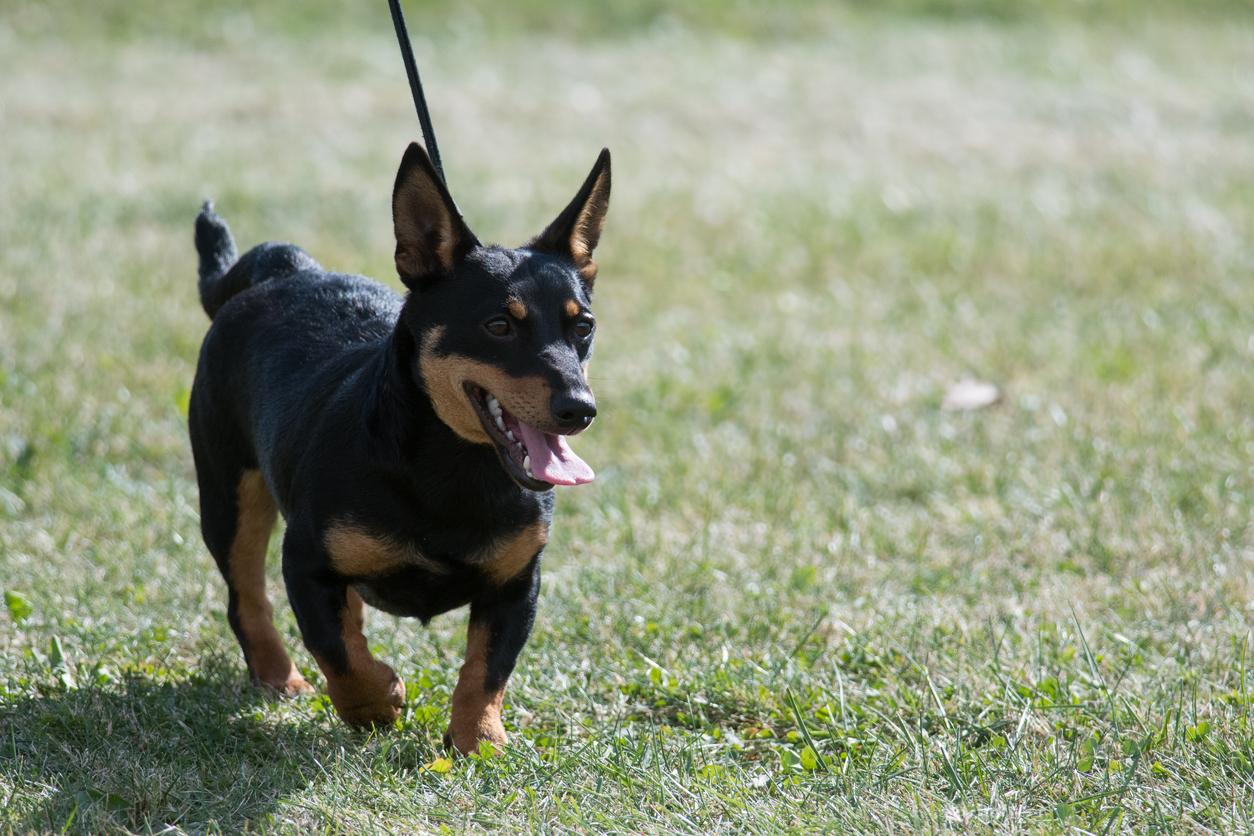 AKC Makes Lancashire Heeler Its 201st Recognized Dog Breed   Lancashire Heeler New Akc Dog Breed 1704383922888 