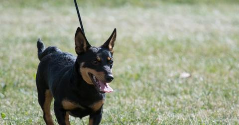 A Lancashire heeler with its ears perked up and tongue out walks on a leash in a lush green field.