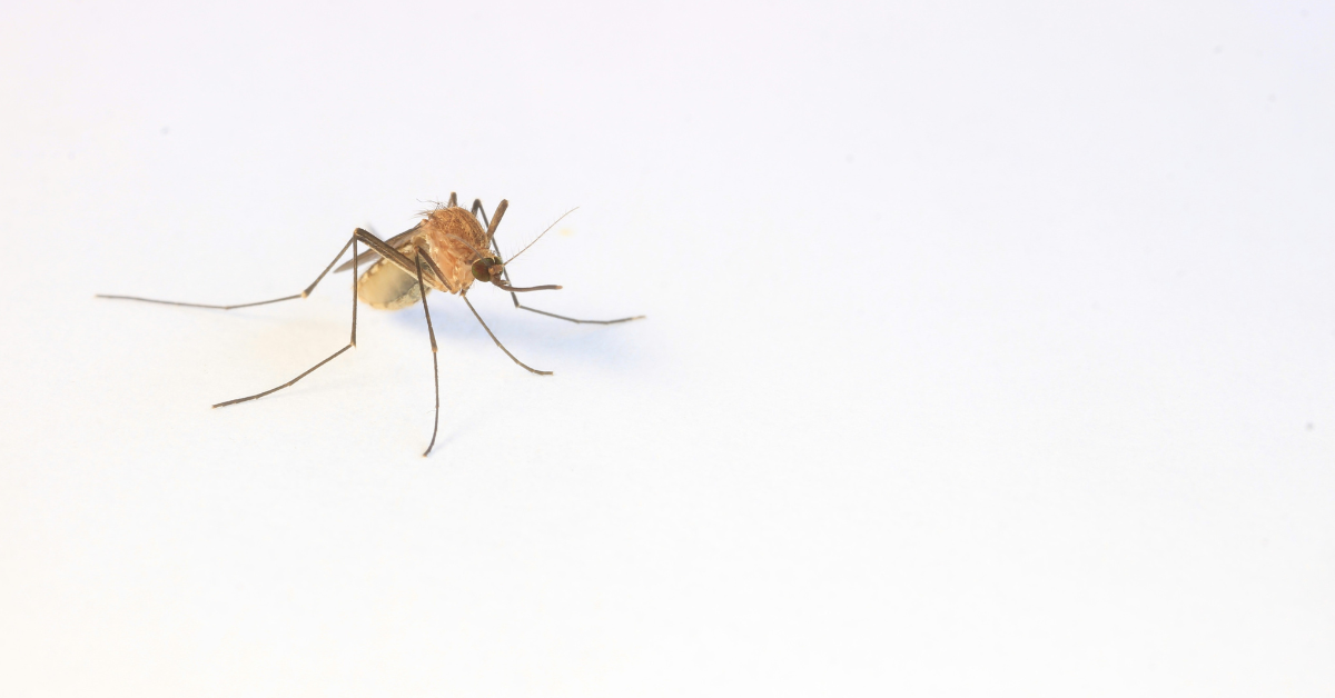 A closeup of a mosquito