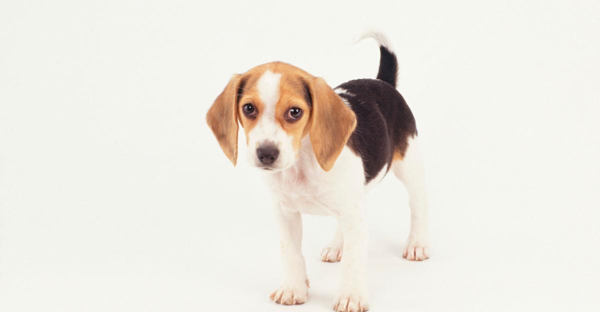 Rescue beagles hot sale adoption