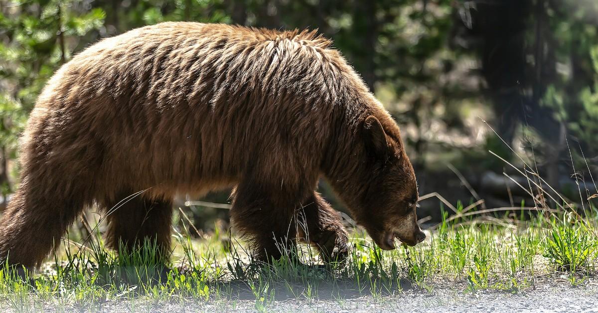 A black bear sniffs the grass