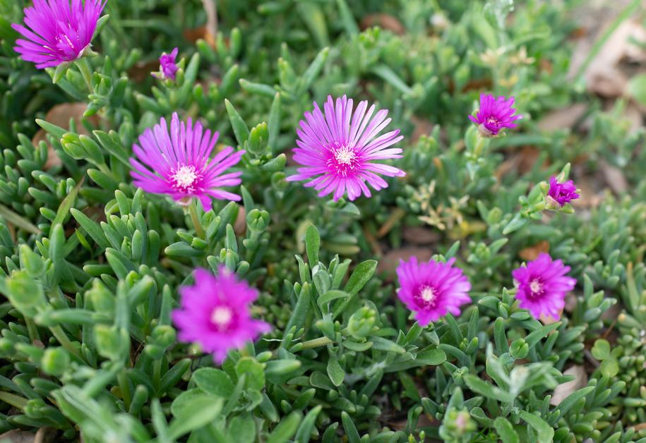 Nine purple flowers grow on an ice succulent plant.