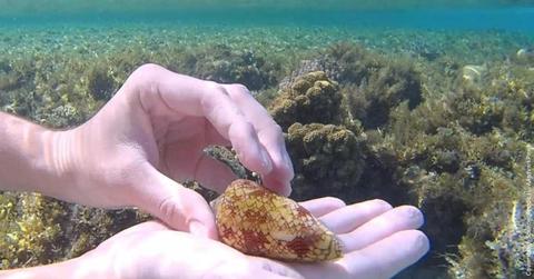 Man holds a seashell in his hands while snorkeling in Egypt's Red Sea (Cover Image Source: Reddit | u/AArdvarkPaws)