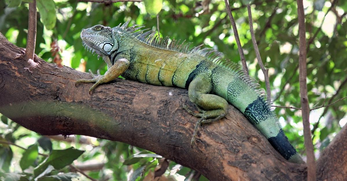 Green iguana resting in a tree.