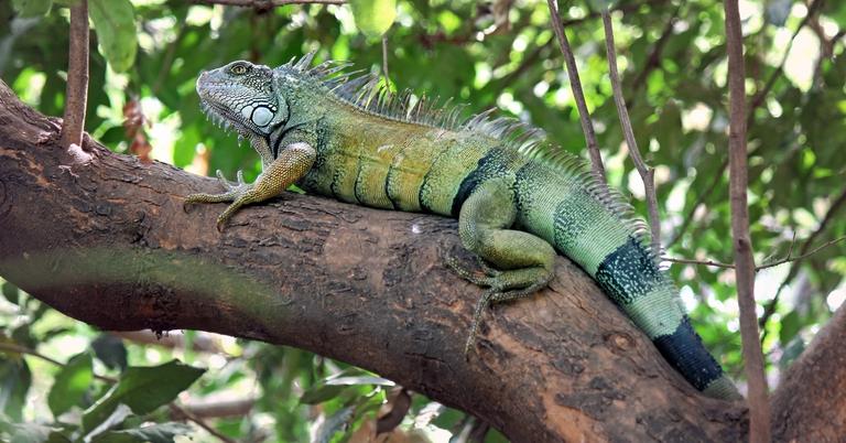 Why Do Iguanas Fall Out of Trees? The Seasonal Phenomenon