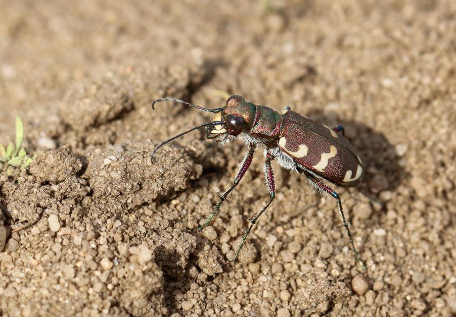 A Northern Dune tiger beetle resting on the ground. 