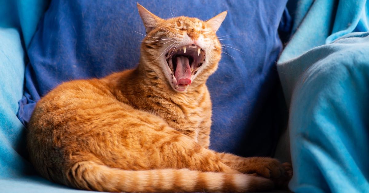 Why Are Orange Cats so Crazy A Probe Into Cat Stereotypes