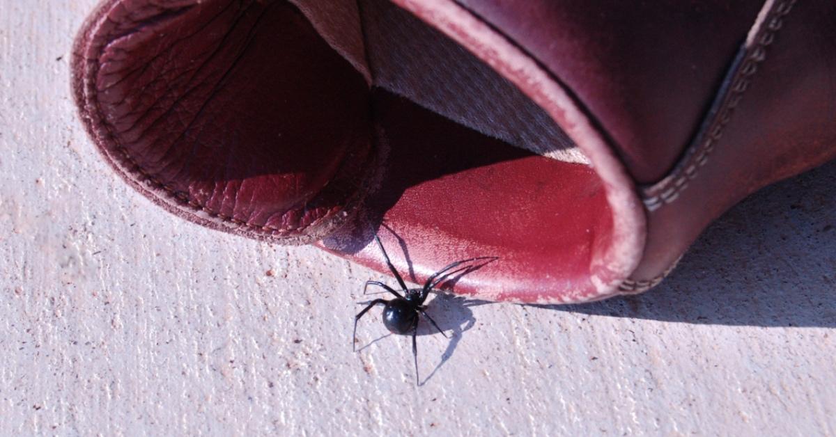 Black widow spider crawling into a red shoe.