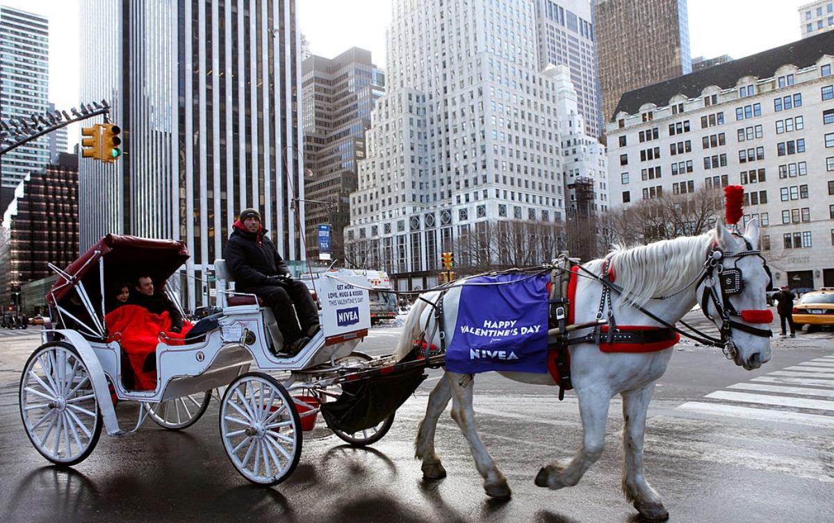 NYC Carriage Horse, Black Jack, Dies From Colic