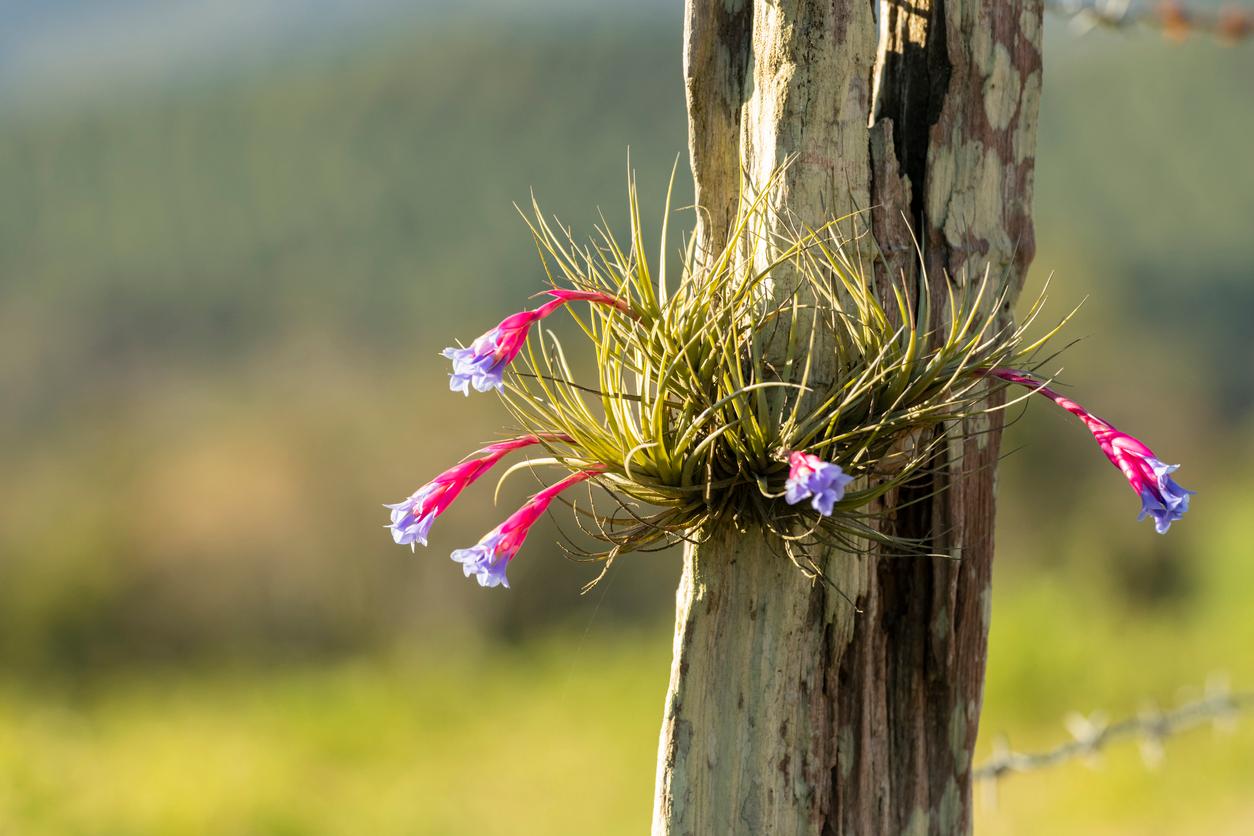 Light Green Air Plant Pick