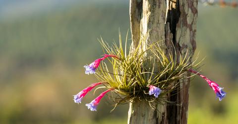 Flowering air plant growing out of tree trunk