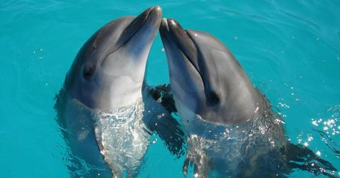 A pair of dolphins rub their noses together