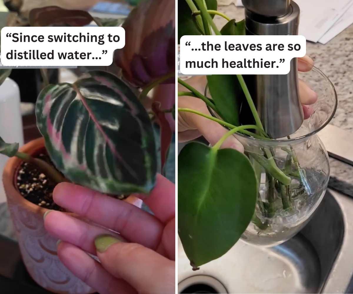 pn/efcb bdc ca b fcf