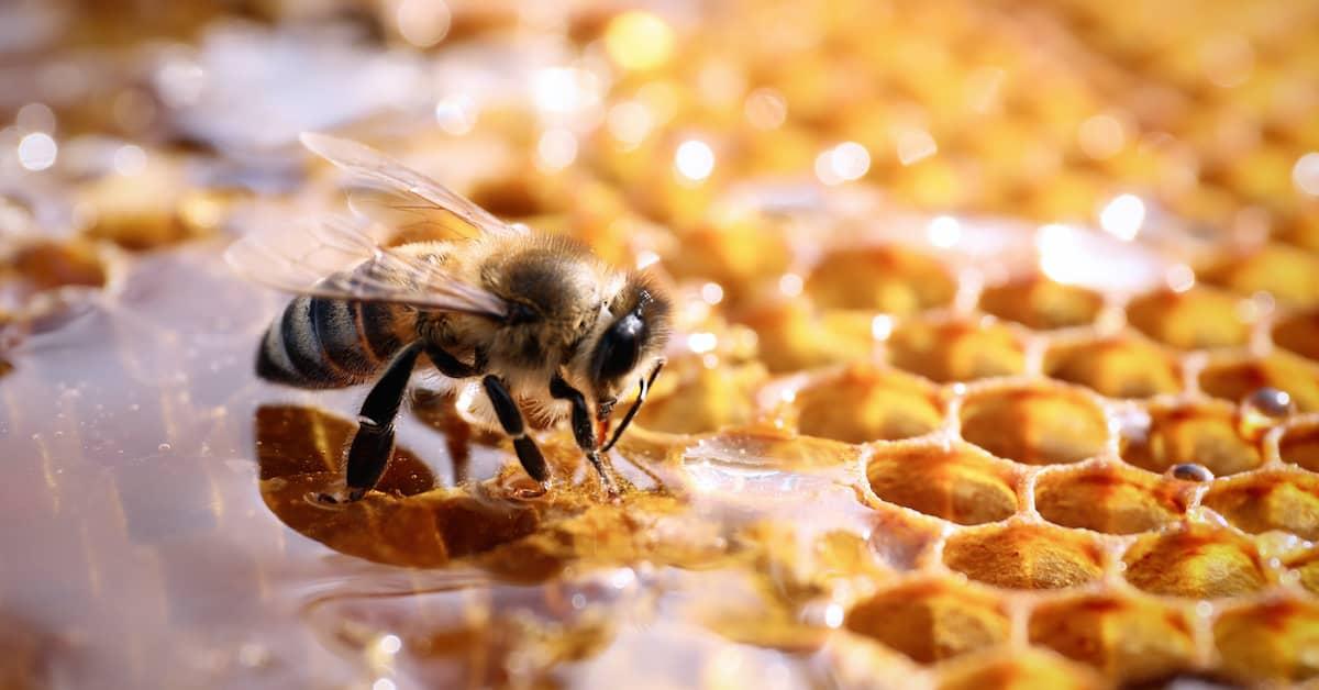 Honeybee on honeycomb