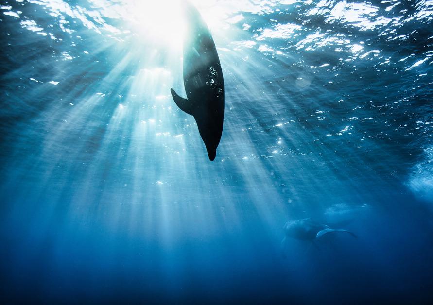 Silhouette of a dolphin diving into deep blue ocean waters with another dolphin figure in the background. 