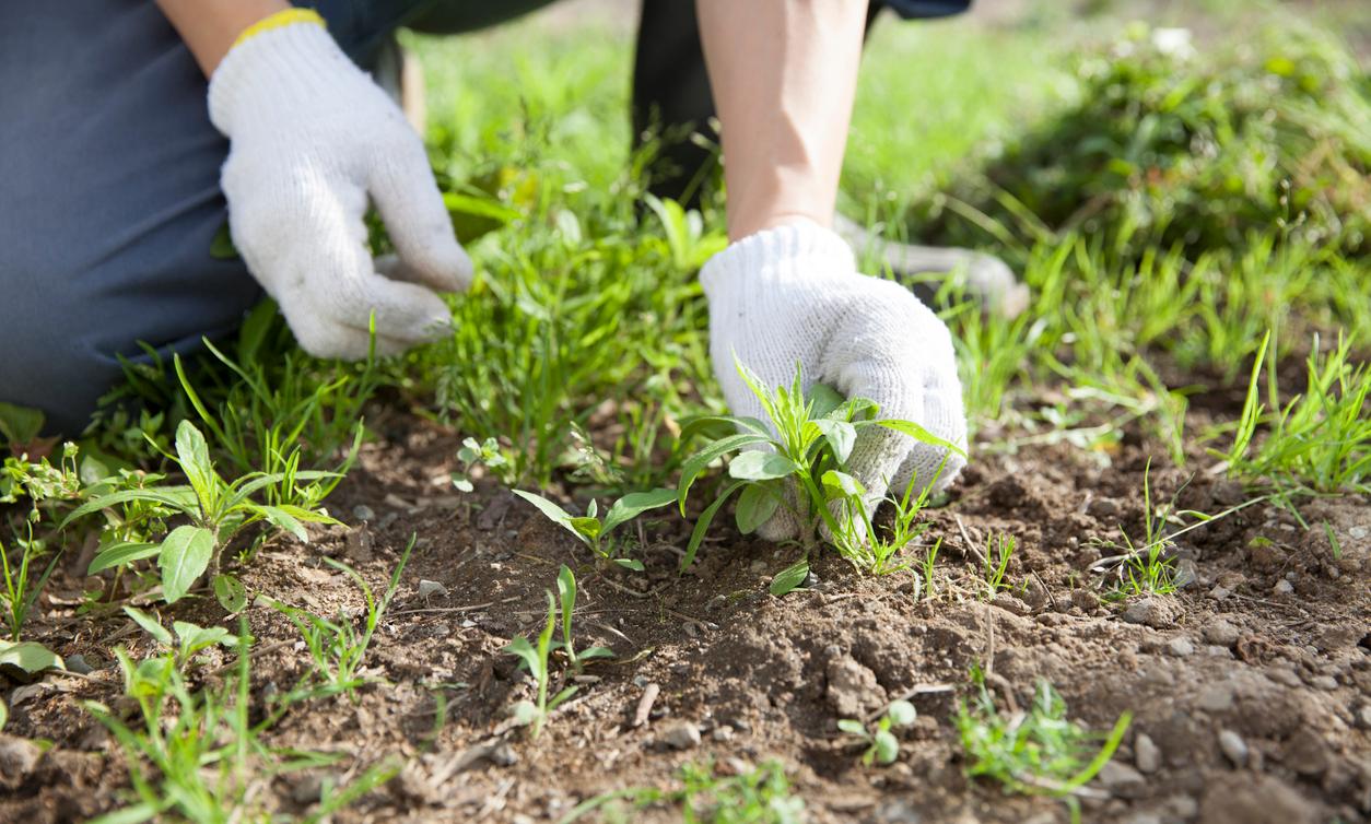 Don’t Know What to Do With Leftover Pickle Juice? Try These Useful Ideas
