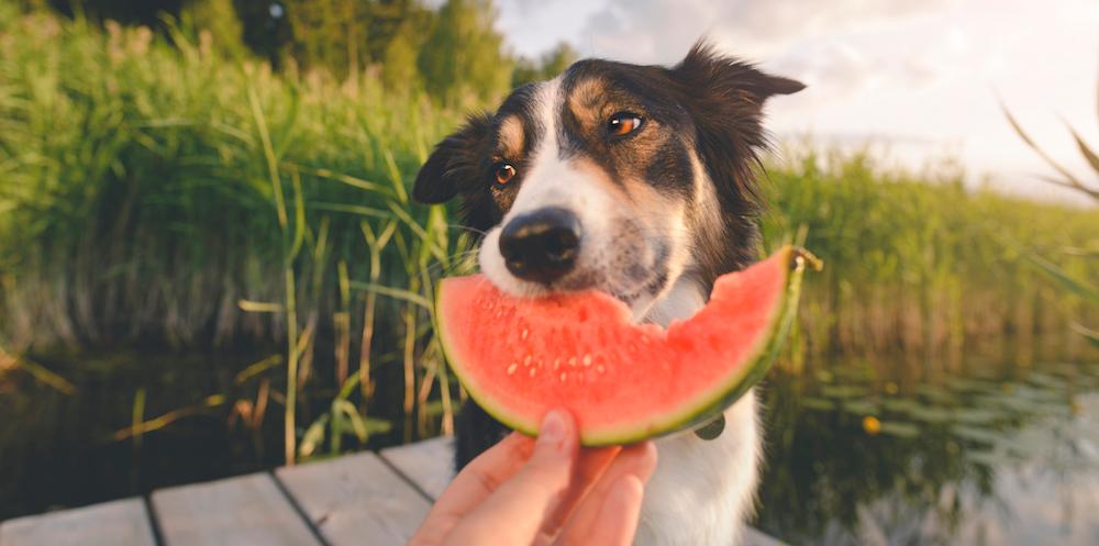 A dog eating watermelon by a lake.