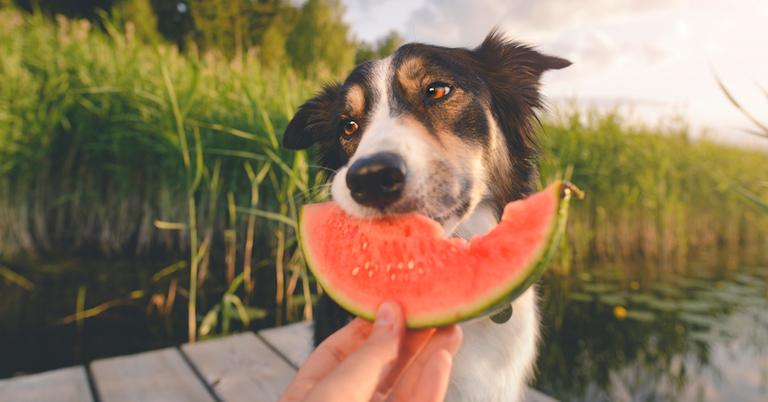 Is Watermelon Good for Dogs? Read This Before You Feed