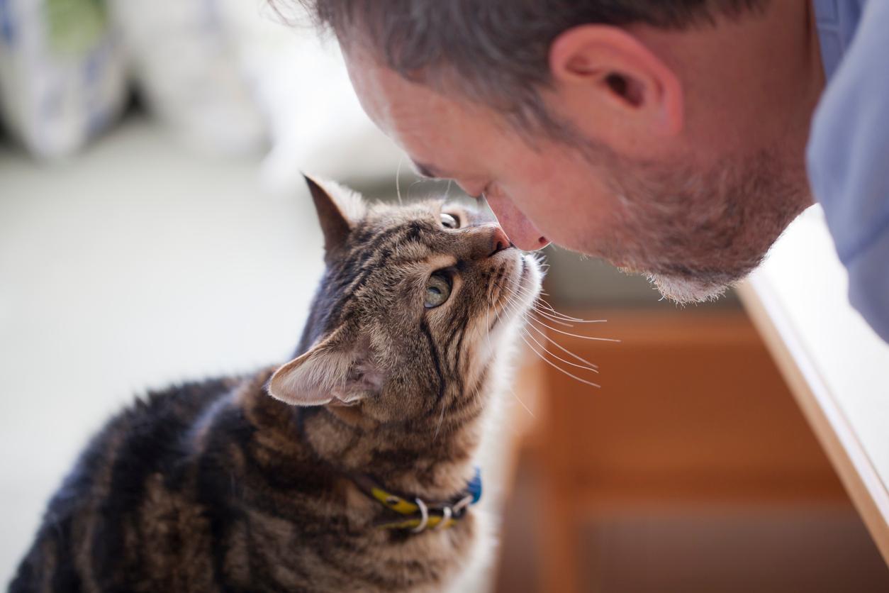 An older adult man rubs his nose against a curious cat wearing a blue and yellow collar.