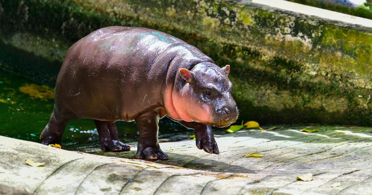 Beloved viral pygmy hippo calf Moo Deng walks out of the water in her enclosure in Thailand. 