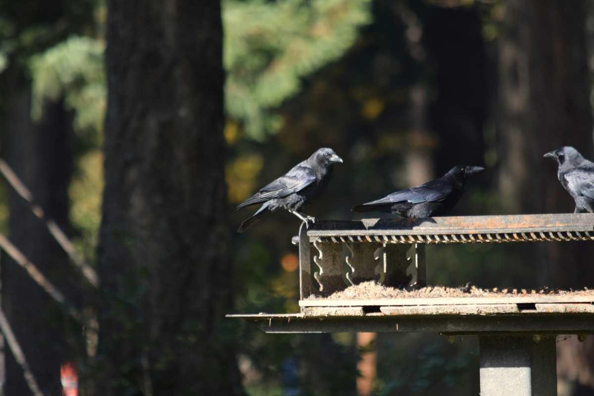 pn/dce cb db bd feeec