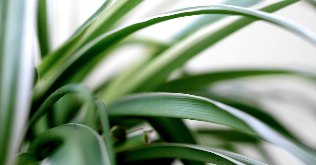 How to Grow and Care For Spider Plants - A Beautiful Mess