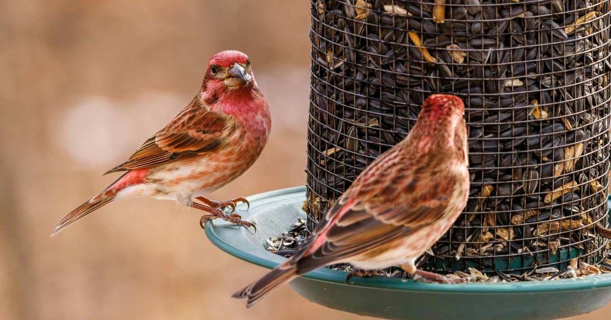 Rosefinch birds perched on a bird feeder. (Representative Cover Image Source: Pexels | Aaron J Hill)