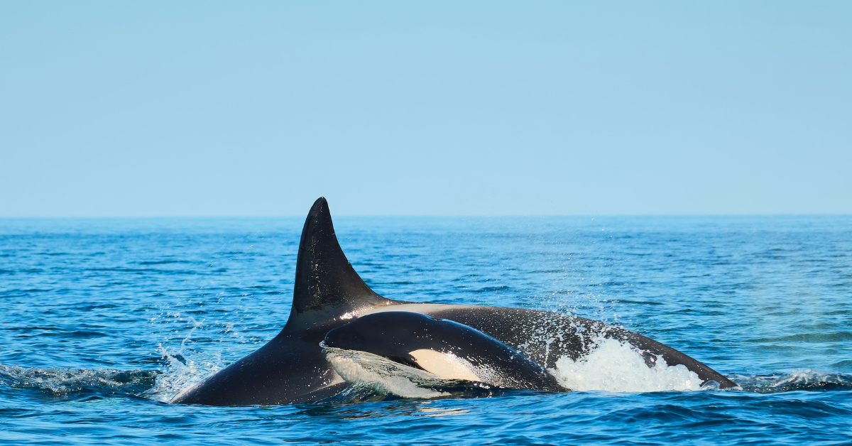 A baby orca swims alongside an adult in the open ocean