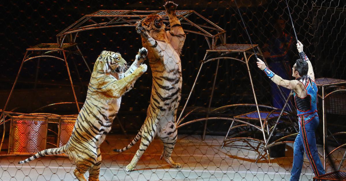 A circus trainer and two tigers perform on stage