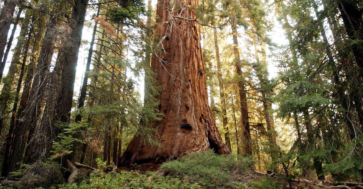 What Is a Zombie Forest? California Is Reportedly Chock Full of Them